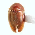 Colon dentatum - photo 2