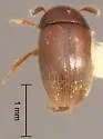 Colon longitorsum