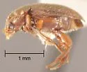 Colon longitorsum - photo 2