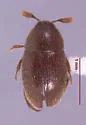 Colon megasetosum