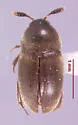 Colon (Striatocolon) thoracicum