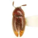 Colon (Striatocolon) thoracicum - photo 3
