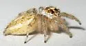 Colonus hesperus - photo 2