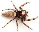 Colonus hesperus - photo 4