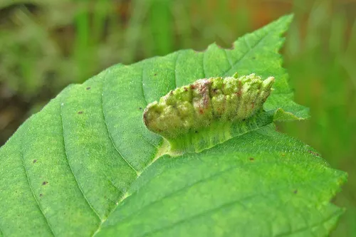Elm Cockscomb Aphid - Colopha ulmicola