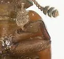Colopterus posticus - photo 2
