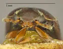 Colopterus semitectus - photo 5
