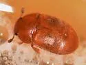 Colopterus testaceus - Colopterus testaceus