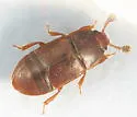 Colopterus unicolor