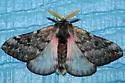 Doris' Pinemoth - Hodges#7725