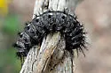 Doris' Pinemoth - Hodges#7725 - photo 2