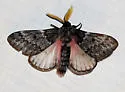 Doris' Pinemoth - Hodges#7725 - photo 3