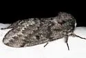 Doris' Pinemoth - Hodges#7725 - photo 4