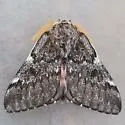 Doris' Pinemoth - Hodges#7725 - photo 5