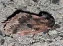 Lusk's Pine Moth - Hodges#7726