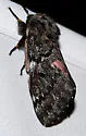 Lusk's Pine Moth - Hodges#7726 - photo 4