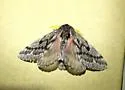 Lusk's Pine Moth - Hodges#7726 - photo 5