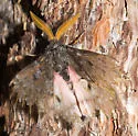 Pandora Moth - Hodges#7724 - Coloradia pandora