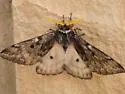 Pandora Moth - Hodges#7724 - photo 2