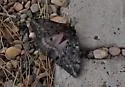 Pandora Moth - Hodges#7724 - photo 3