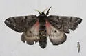 Pandora Moth - Hodges#7724 - photo 4