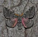 Coloradia velda - Hodges#7726.1 - photo 3