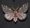 Coloradia velda - Hodges#7726.1 - photo 4