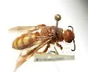 Colpa flammicoma