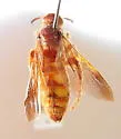 Colpa flammicoma - photo 2