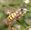 Colpa flammicoma - photo 4