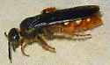 Colpa pollenifera
