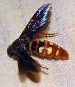 Colpa pollenifera - photo 3
