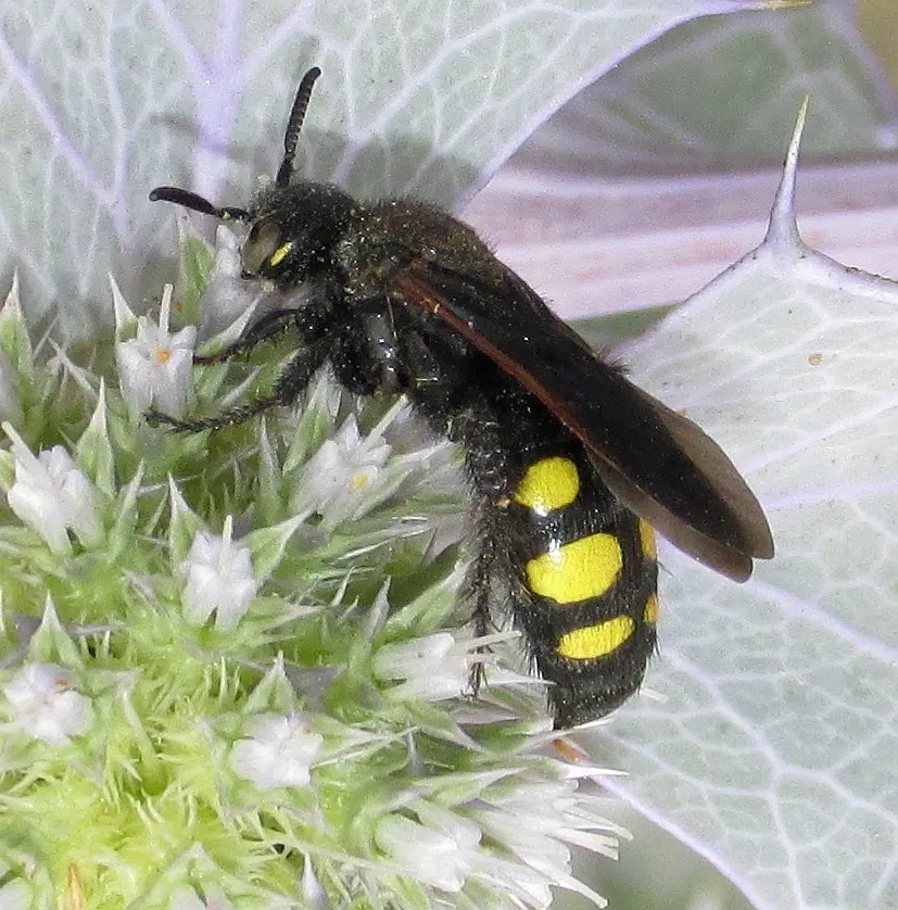 Six-spotted Scoliid Wasp - photo 3