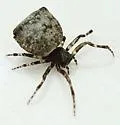 Colphepeira catawba