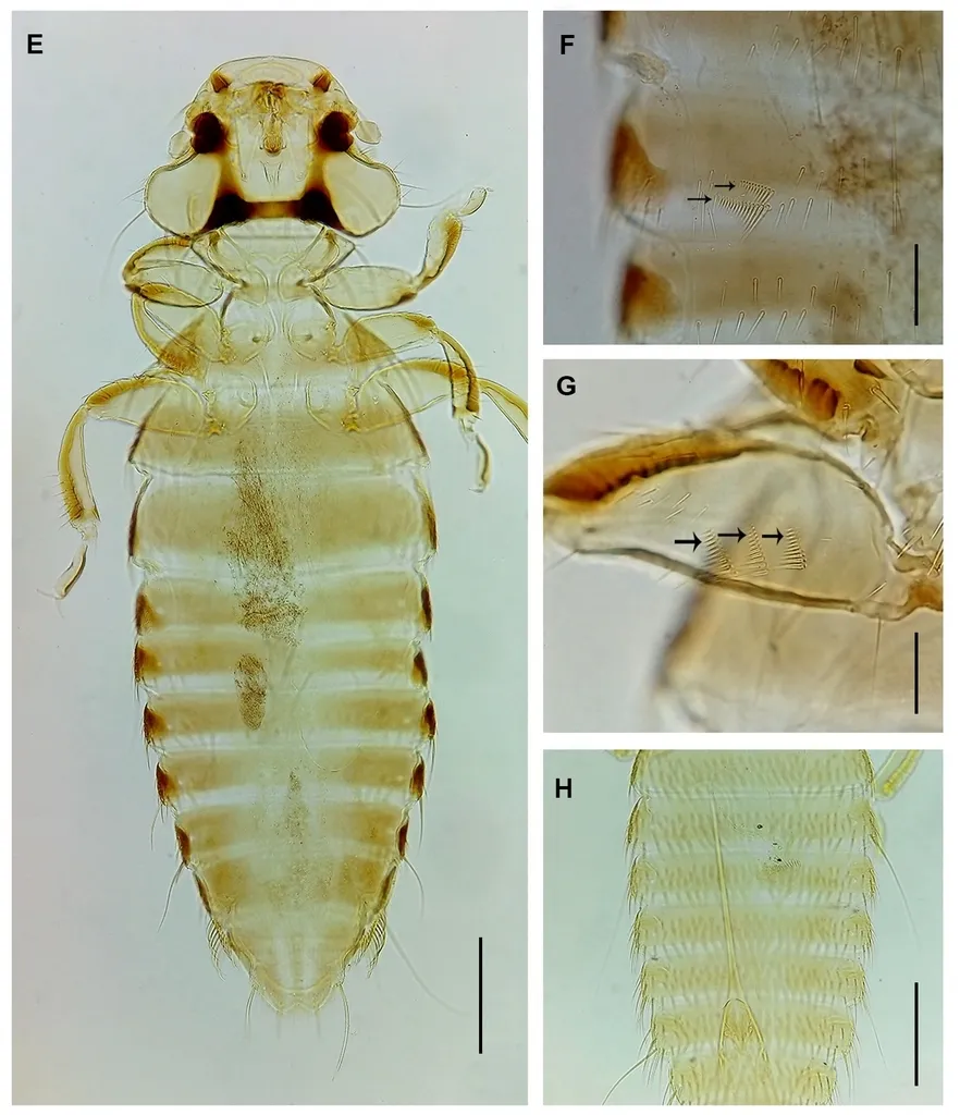 pigeon louse - photo 2