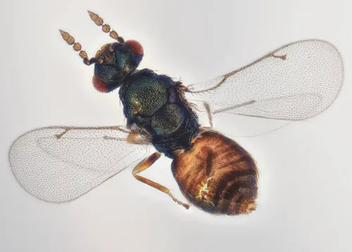 Colpoclypeus florus