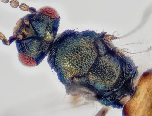 Colpoclypeus florus - photo 2