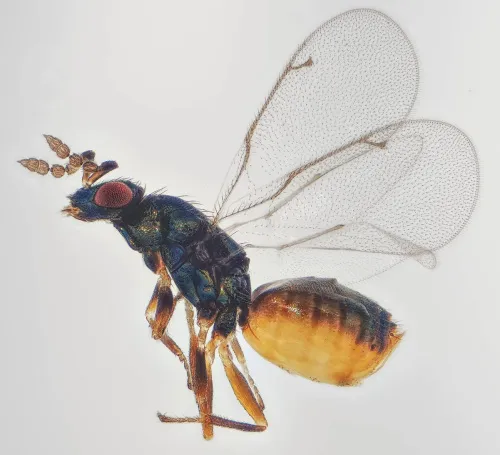 Colpoclypeus florus - photo 4