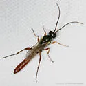 Colpognathus helvus