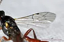 Colpognathus helvus - photo 2