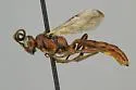 Colpognathus helvus - photo 3