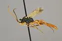 Colpognathus helvus - photo 4