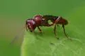 Colpognathus helvus - photo 5
