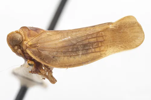 Colpoptera maculifrons