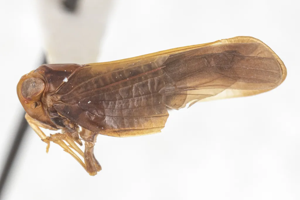 Colpoptera marginalis - photo 2