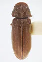 Colposternus tenuilineatus