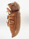 Colposternus tenuilineatus - photo 2