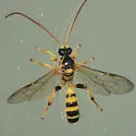Colpotrochia crassipes - photo 3