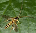 Colpotrochia crassipes - photo 4