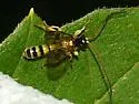 Colpotrochia crassipes - photo 5